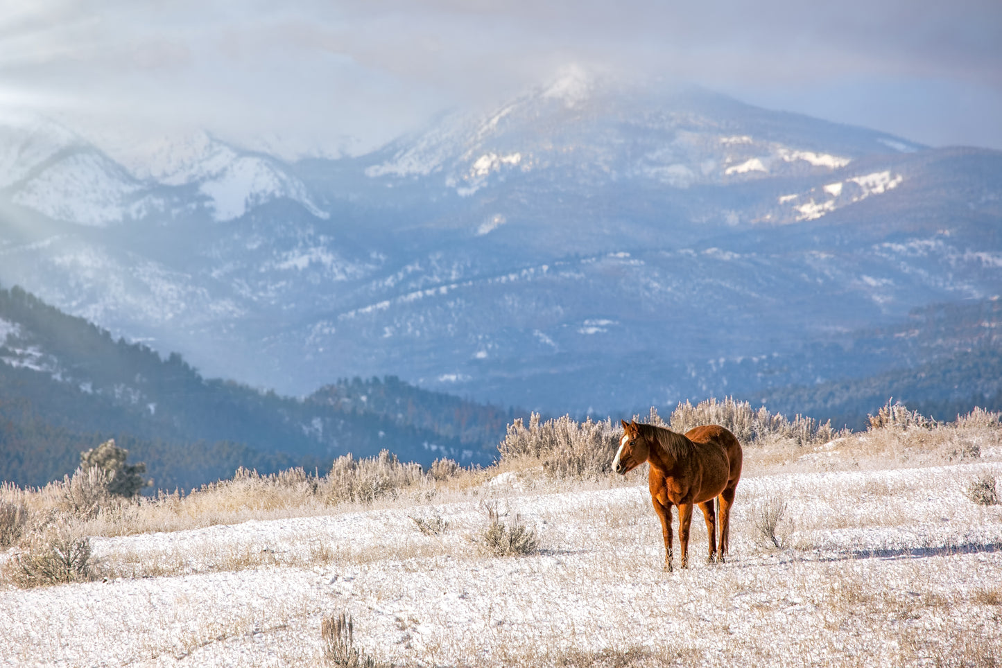 Snow-Kissed Majesty