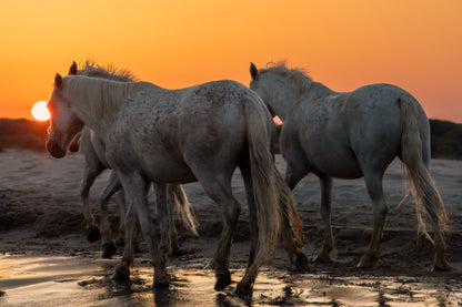 Sundown Companions