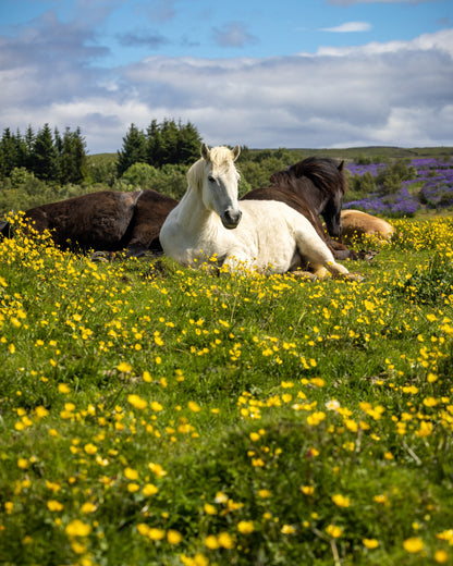 Rest Among the Buttercups