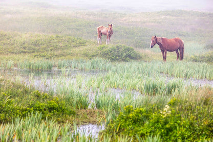 Mist Over the Marsh