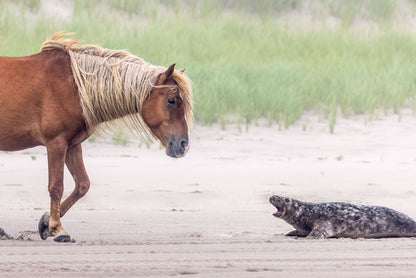 Sable Island Standoff