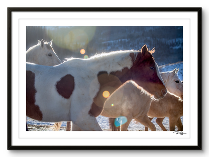 Winter Companions