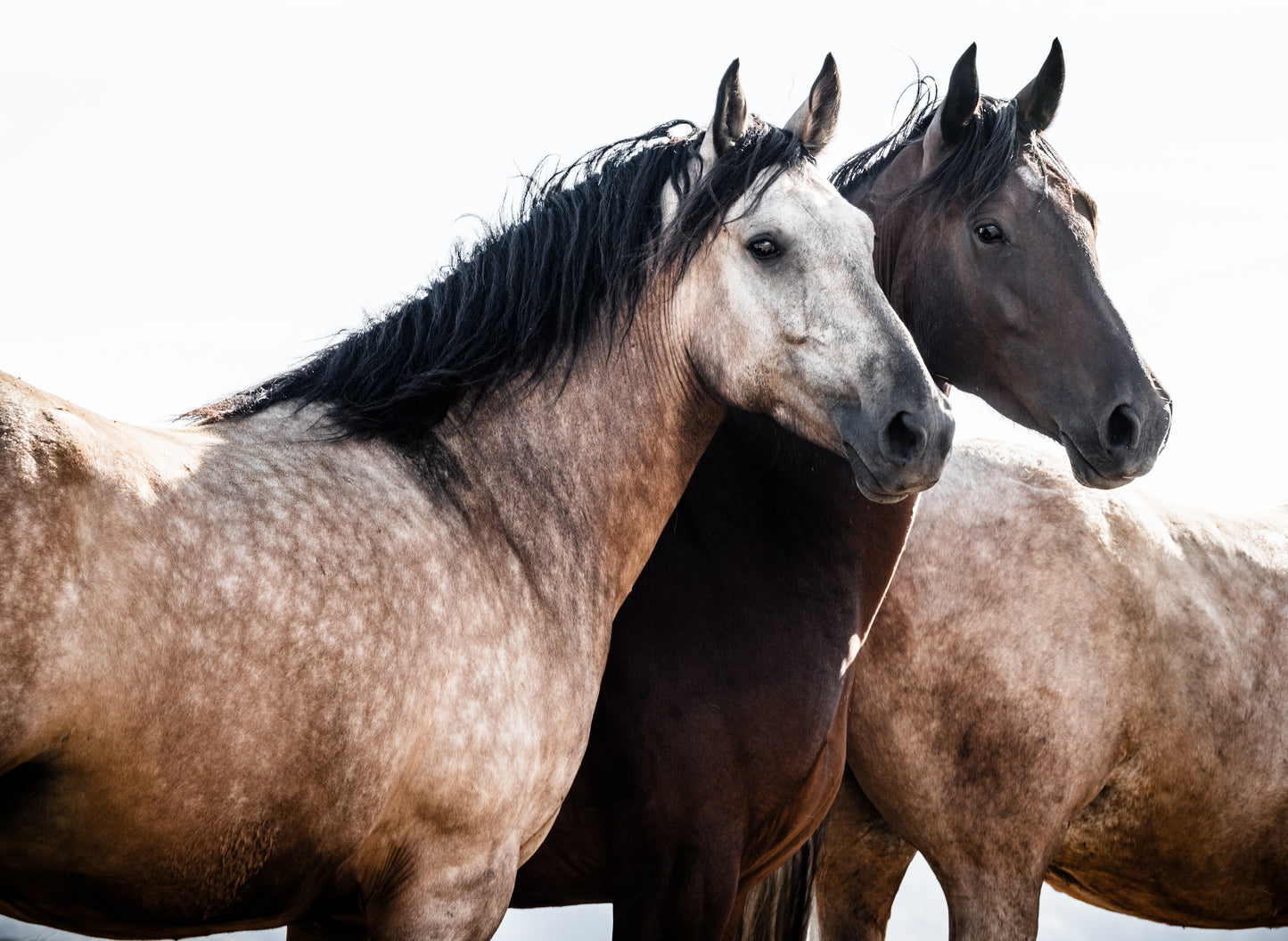 Equine Companions