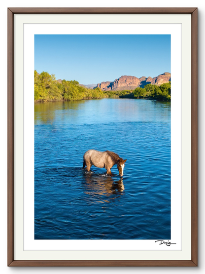 TEST -- A Lone Mustang’s Tranquil Moment (Copy)