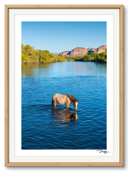 TEST -- A Lone Mustang’s Tranquil Moment (Copy)